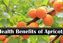 از خواص قیسی و زرد آلو برای سلامتی چه می دانید؟