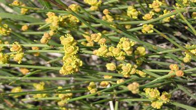 خواص دارویی و درمانی گیاه افسنتین