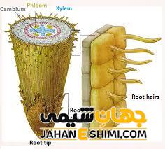 بخش تار کشنده ی ریشه ی یک گیاه