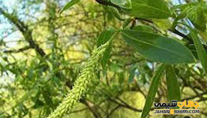 10 خاصیت معجزه گر دمنوش بیرخشت که نمی توان از آن گذشت؟!
