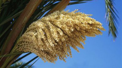 خواص شگفت انگیز دمنوش گرده نخل برای باروری در مردان و زنان