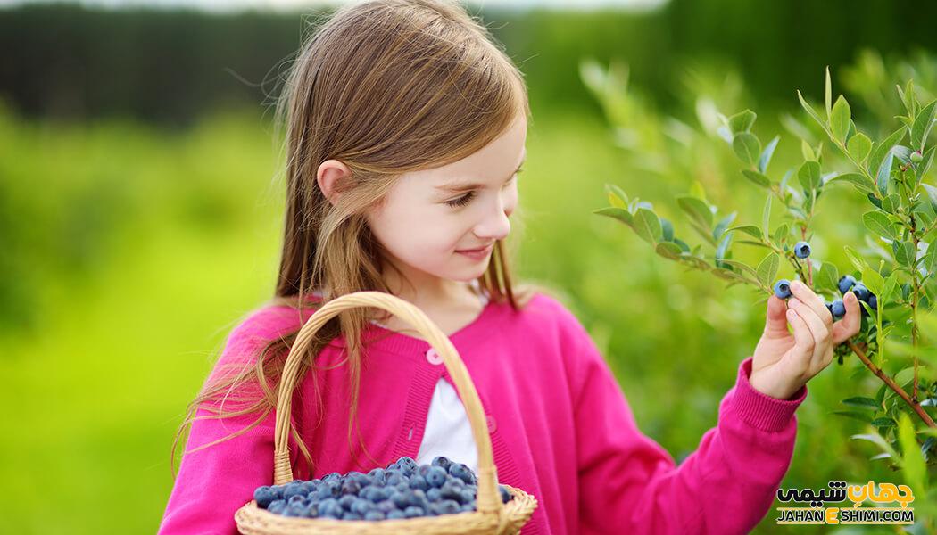 خواص بلوبری برای کرونا