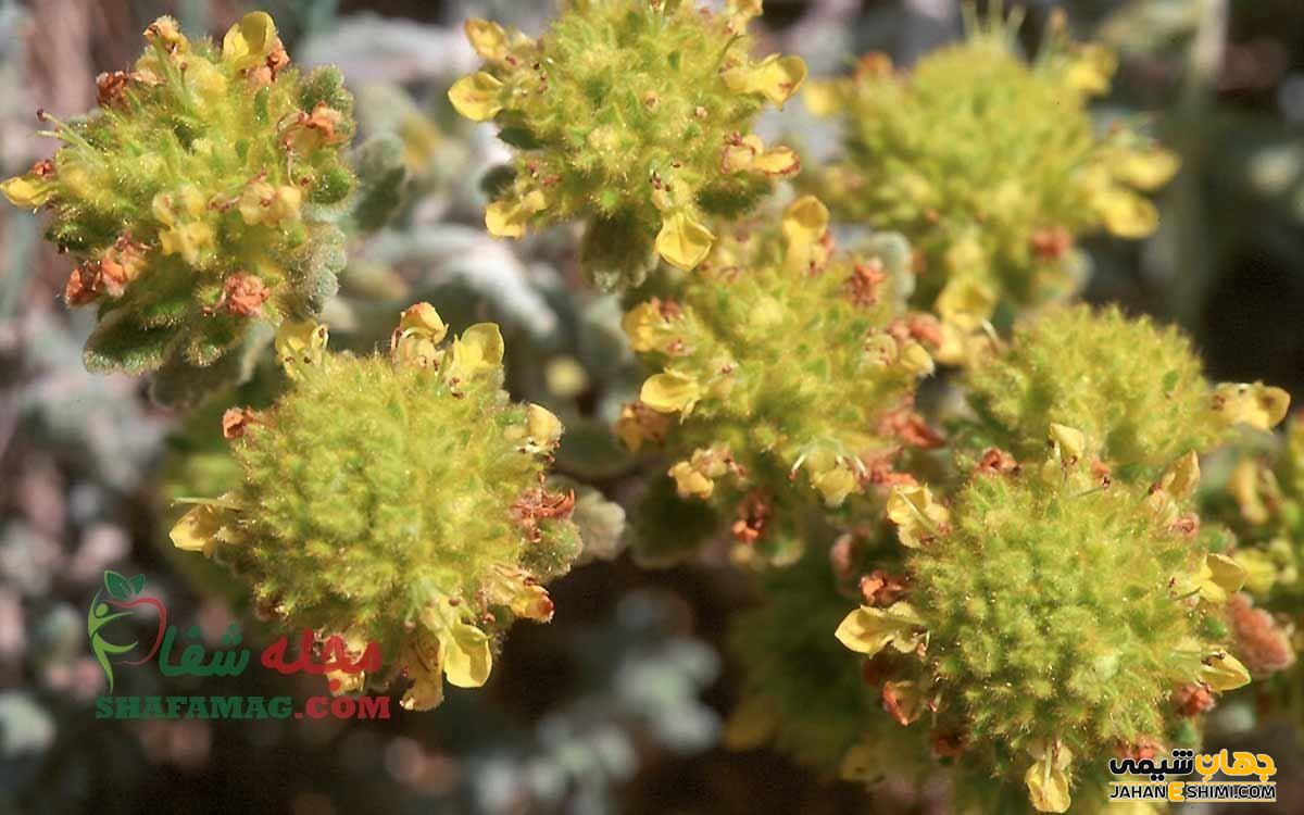 خواص درمانی مریم نخودی