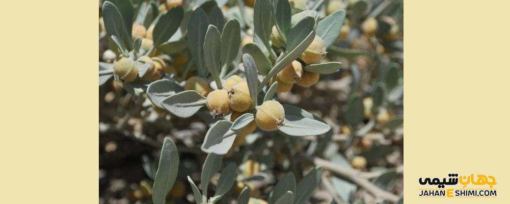 معرفی خواص دارویی و نحوه مصرف گیاه پنیر باد