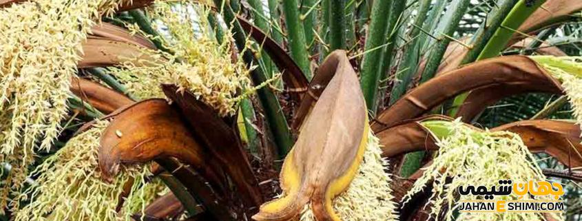 خواص شگفت انگیز دمنوش گرده نخل برای باروری در مردان و زنان