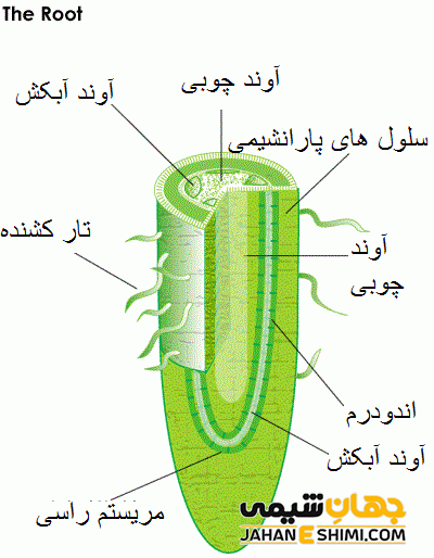 ساختار، عملکرد و ویژگی های مختلف ریشه گیاه