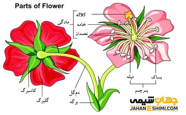 ساختار، عملکرد و ویژگی های مختلف گل، میوه و دانه