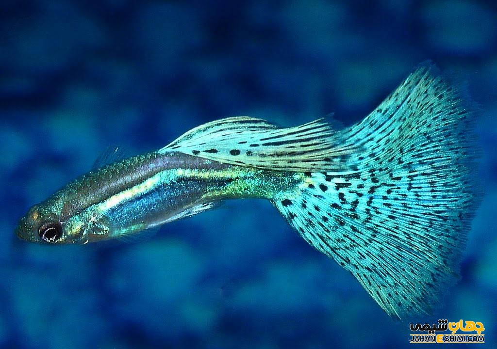 انواع ماهی آکواریومی و قیمت خرید و فروش آنها