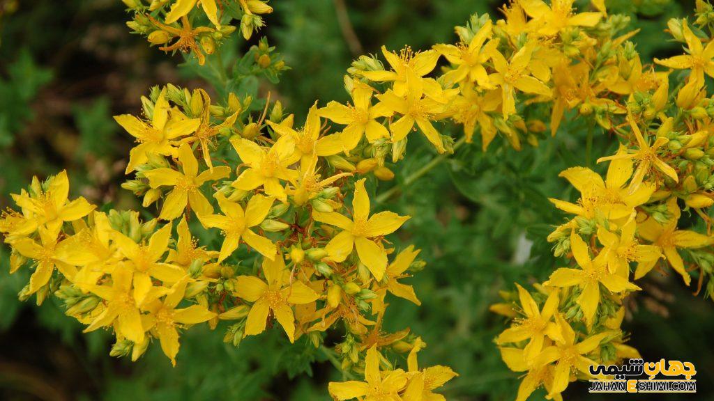علف چای چیست؟فواید و موارد مصرف