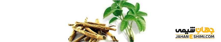 آیا میدانید گیاه بوزیدان در کاهش استرس و اضطراب نقش مهمی دارد؟