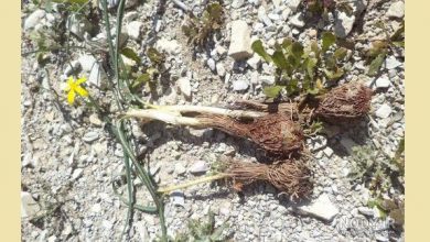 زعفران جوقاسم یا زعفران وحشی چیست و چه خواصی دارد؟