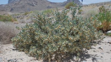 معرفی خواص دارویی و نحوه مصرف گیاه پنیر باد