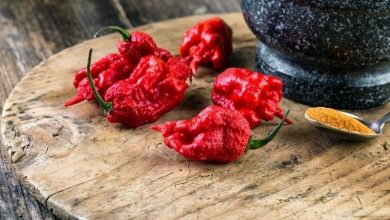 فلفل عقرب ترینیداد یکی از تند ترین فلفل های جهان