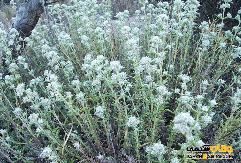 مشخصات ظاهری گیاه مریم نخودی