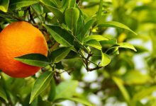 مهمترین خواص نارنج و کاربردهای این میوه پرخاصیت