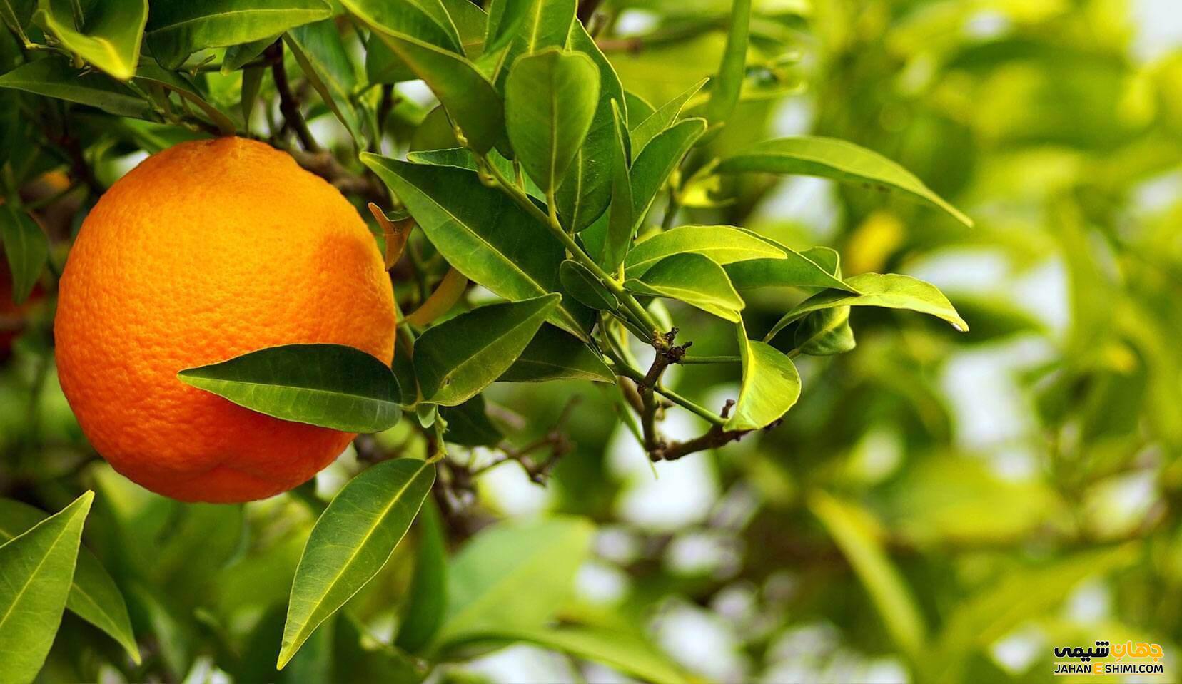مهمترین خواص نارنج و کاربردهای این میوه پرخاصیت