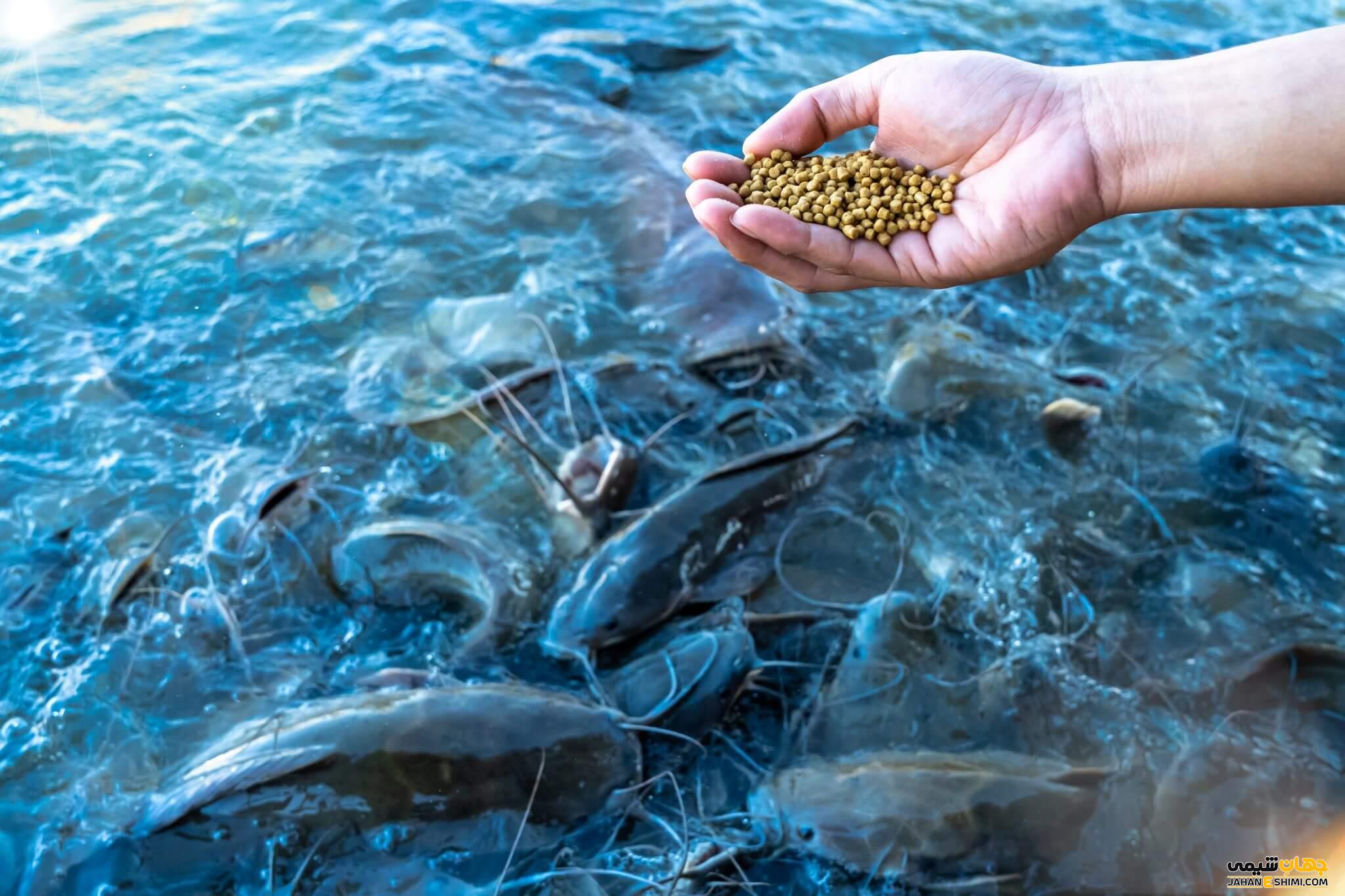 نقش گوارگام در غذای ماهی ها و اهمیت آن در پرورش ماهی