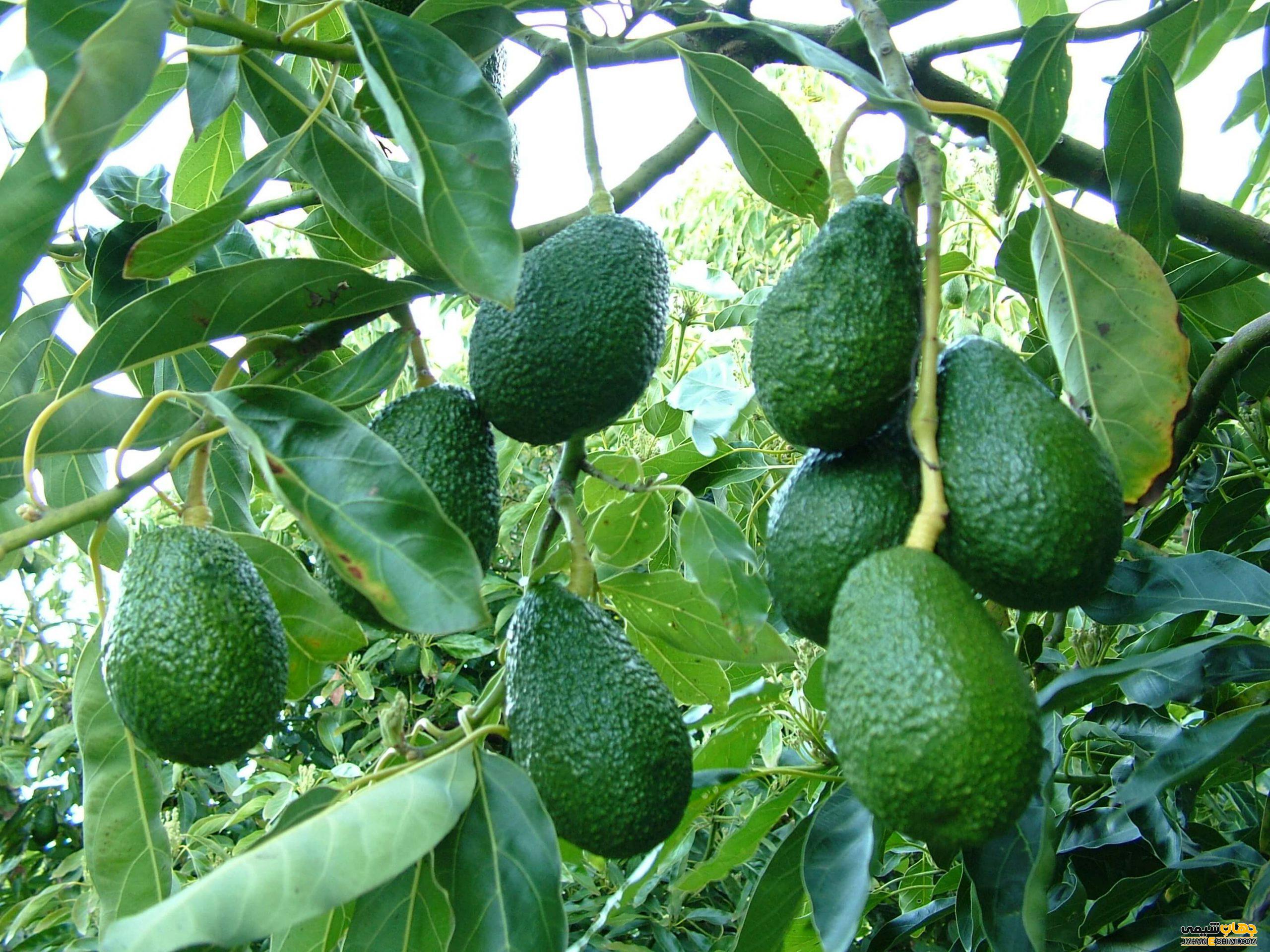 ویژگی درخت آووکادو