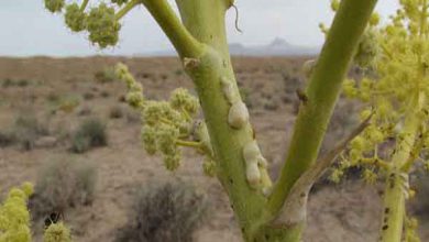 خواص گیاه فاسوخ مغربی چیست و چه کاربردی در علوم غریبه دارد؟