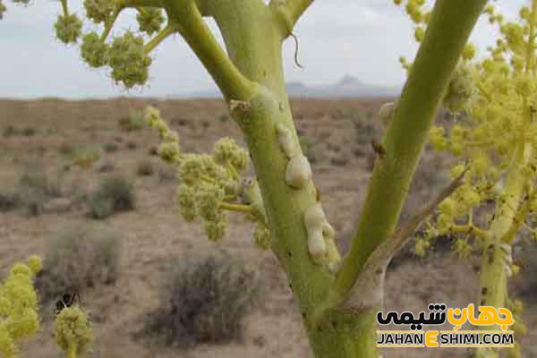 خواص گیاه فاسوخ مغربی چیست و چه کاربردی در علوم غریبه دارد؟