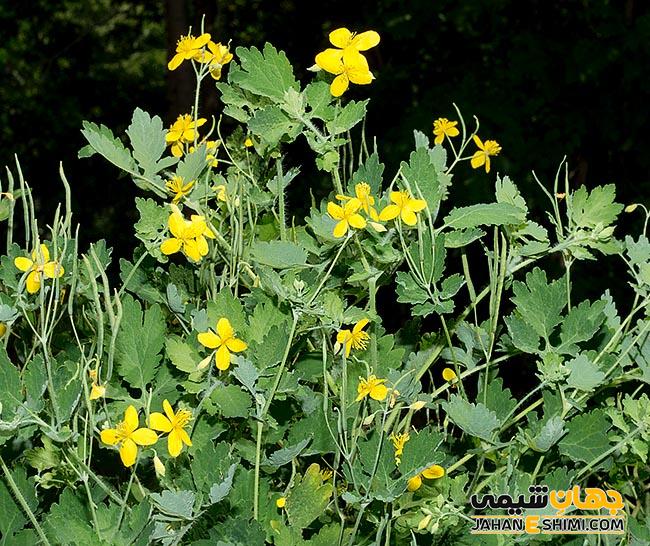 پپرومیا و هرآنچه که باید در مورد آن بدانیم