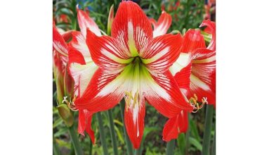 گیاهان گلدار یا نهاندانگان چیست؟ - ویژگی ها و ساختارهای آن ها