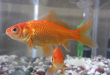 همه چیز درباره انواع ماهی گلد فیش و قیمت خرید و فروش
