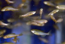 آشنایی با ماهی زبرا و قیمت خرید و فروش آن