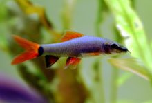 آشنایی با ماهی شارک و قیمت خرید و فروش آن