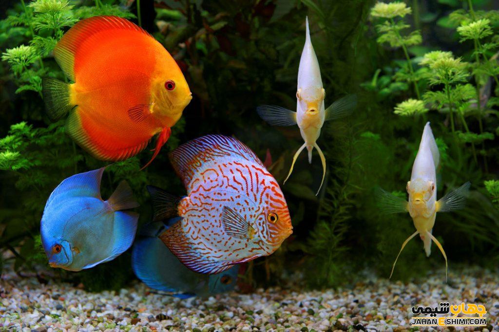 آشنایی با ماهی دیسکس و قیمت خرید و فروش آن