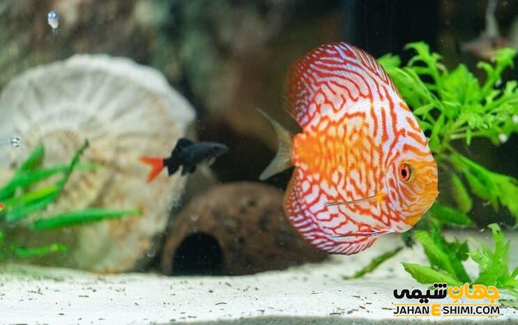 آشنایی با ماهی دیسکس و قیمت خرید و فروش آن