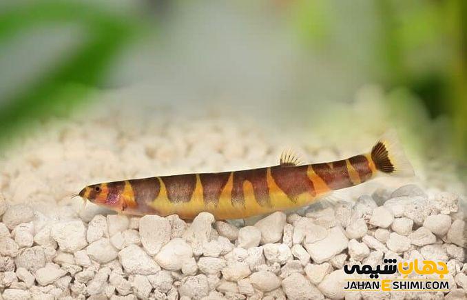 آشنایی با ماهی لوچ و قیمت خرید و فروش آن