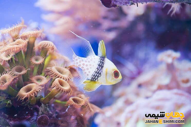 آشنایی با انواع ماهی آب شور و قیمت خرید و فروش آن