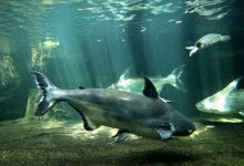 آشنایی با ماهی پنگوسی و قیمت خرید و فروش آن