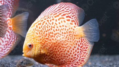 آشنایی با ماهی دیسکس و قیمت خرید و فروش آن