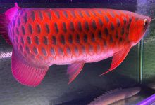 آشنایی با ماهی آروانا و قیمت خرید و فروش آن
