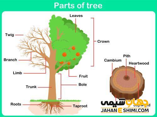 بخش های مختلف یک درخت