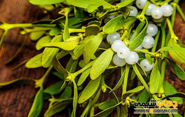 تاریخچه استفاده از گیاه دارواش
