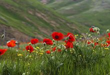 تحقیق در مورد گل شقایق