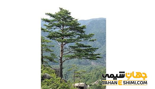 تفاوت نهاندانگان و بازدانگان در حالت کلی