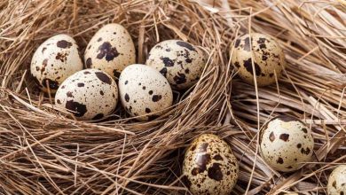 خواص تخم بلدرچین چیست؟