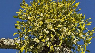 خواص دارویی گیاه دارواش و طرز تهیه دمنوش آن