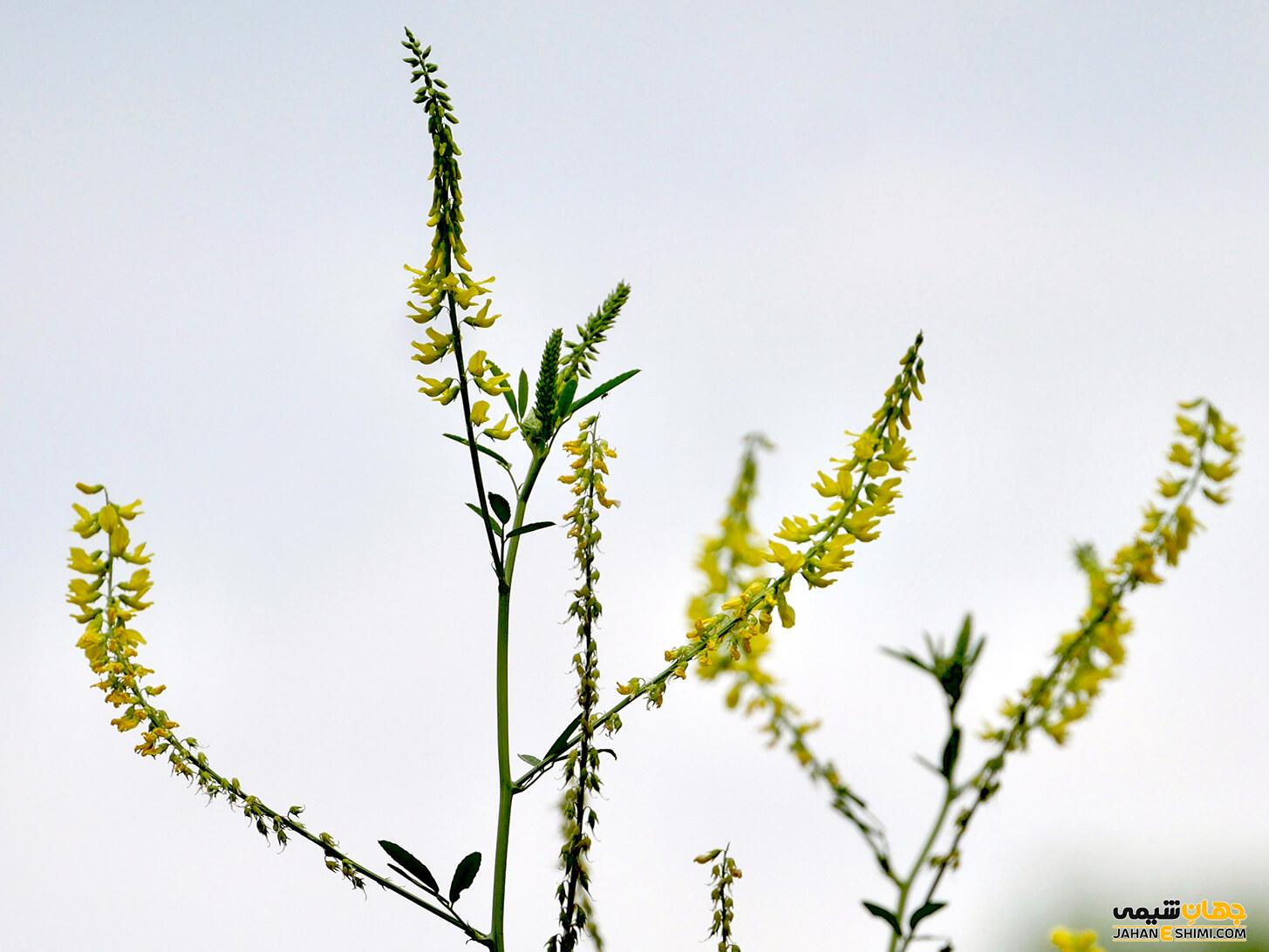 خواص دارویی گیاه ناخنک