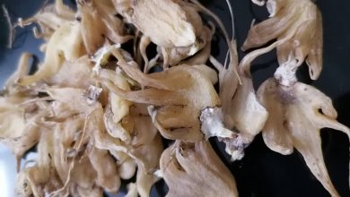 خواص درمانی ثعلب پنجه ای و نحوه مصرف آن