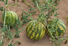 خواص و مضرات هندوانه ابوجهل