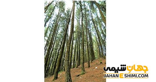 درخت ها در دسته ی نهاندانگان و بازدانگان