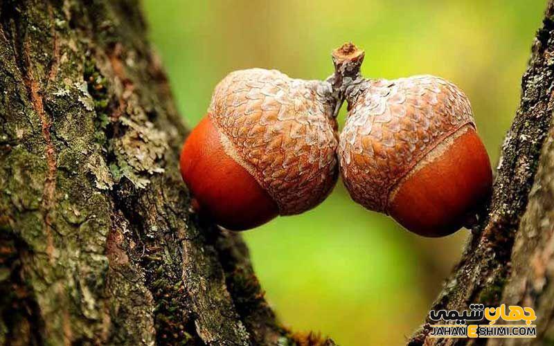 روش تهیه دمنوش جفت بلوط
