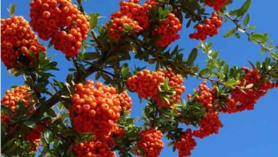 خواص زالزالک چیست و چه فوایدی برای دوران بارداری دارد؟