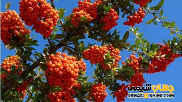 خواص زالزالک چیست و چه فوایدی برای دوران بارداری دارد؟