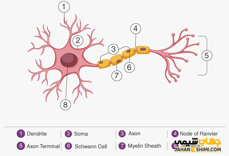 ساختار عصب ها